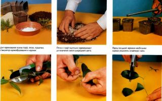 Как вырастить бонсай в домашних условиях из семян: пошаговая инструкция