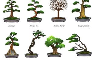 Японское дерево бонсай: как вырастить и сформировать
