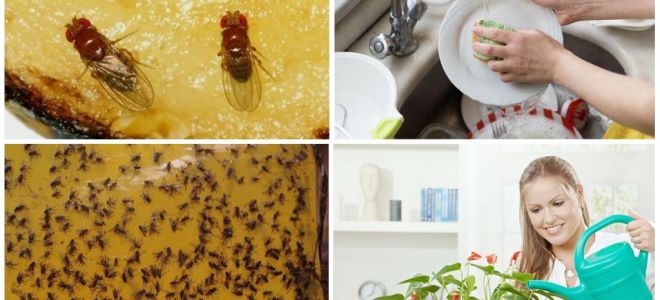 Мошки на кухне: как избавиться от них навсегда?