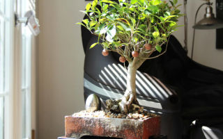 Миниатюрный бонсай фикус: выращивание от а до я